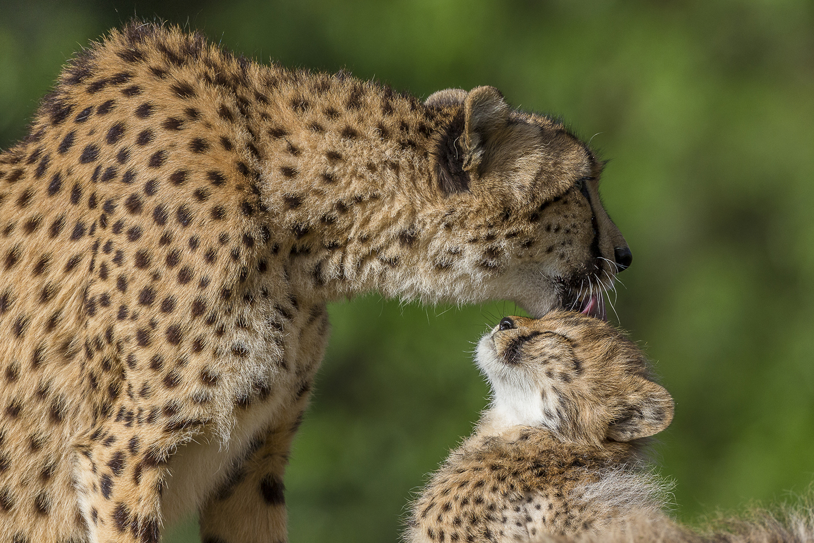 cheetah cubs and mother