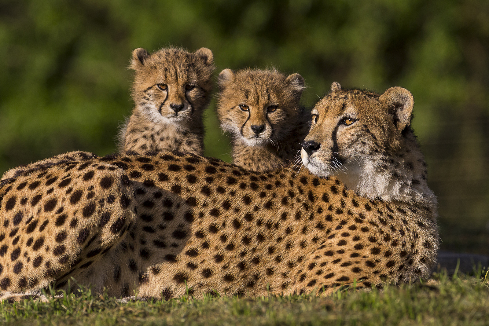 cheetah cubs and mother