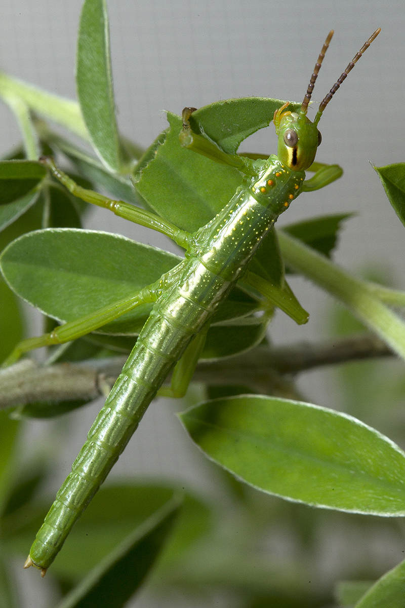 A critically endangered Lord Howe Island stick insect—or tree lobster—that has completed its first molt. The nymph part of a captive breeding program at the Zoo and its oldest nymphs are starting to complete their first instar, the growth period that occurs between molts. Molting is accomplished by shedding their exoskeleton—the protective covering around their bodies. The Zoo’s entomology department is caring for the first 73 nymphs that have hatched from 300 eggs the Zoo received on January 29, 2016.