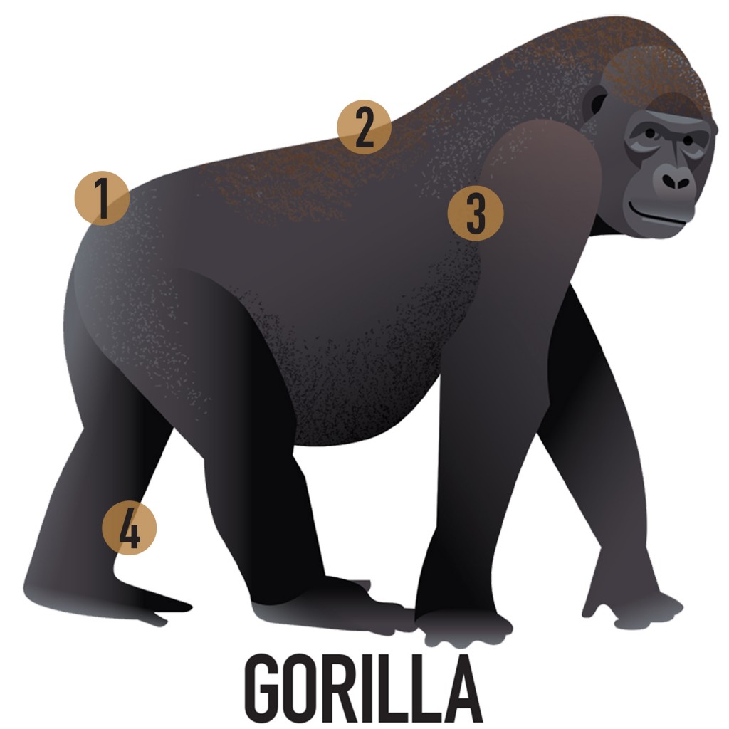 1 No tail?  It’s most likely an ape! 2 Adult great apes  have larger bodies  and broader chests and backs than monkeys. 3 Flexible shoulders,  large range of motion  in forearms and  wrists, and elbows  that can fully straighten are great ape features. 4 Muscular limbs;  arms longer  than legs