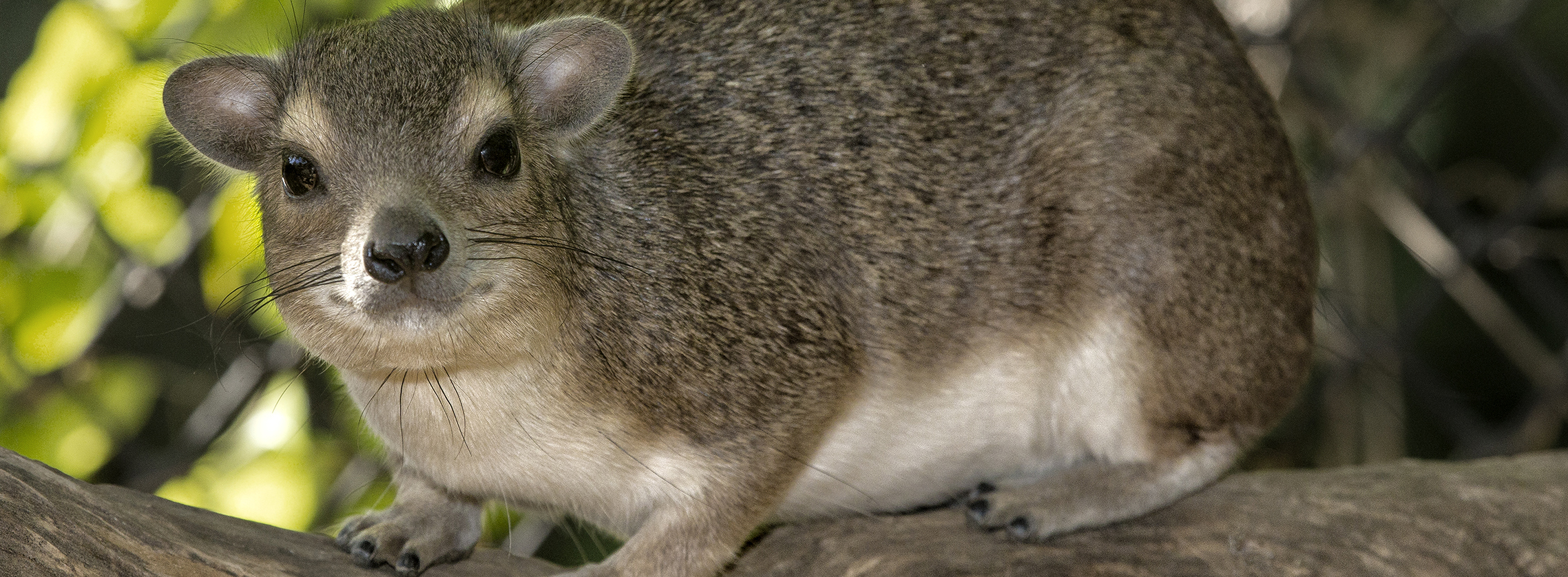 Hyrax2