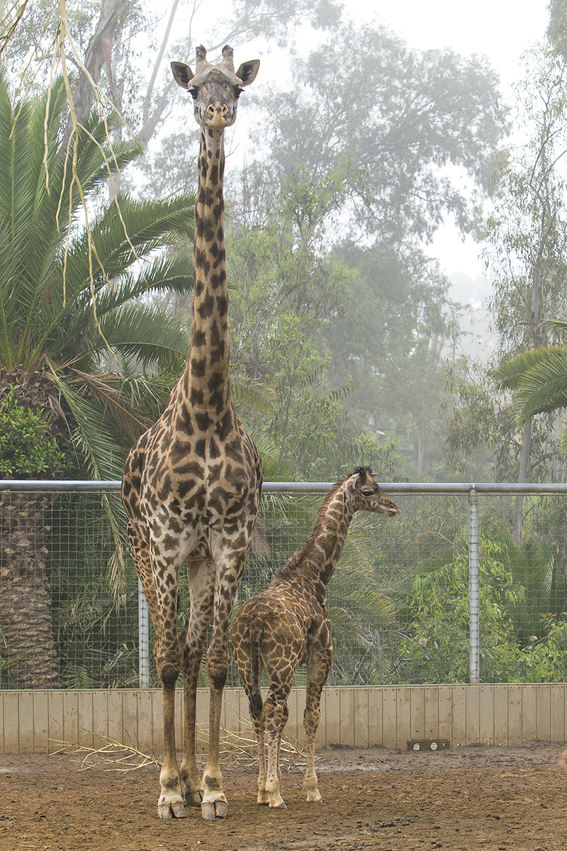 The Smallest Giraffe Born at the San Diego Zoo Is Reaching New Heights