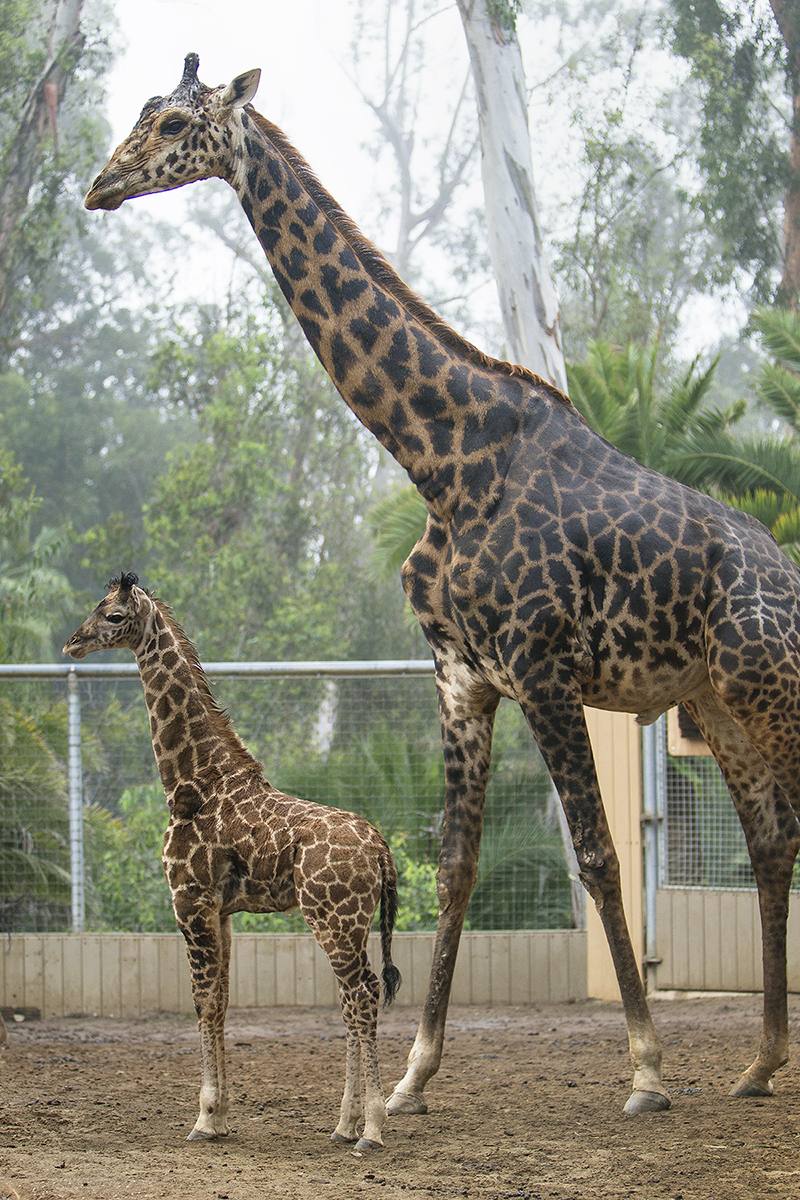 The Smallest Giraffe Born at the San Diego Zoo Is Reaching New Heights