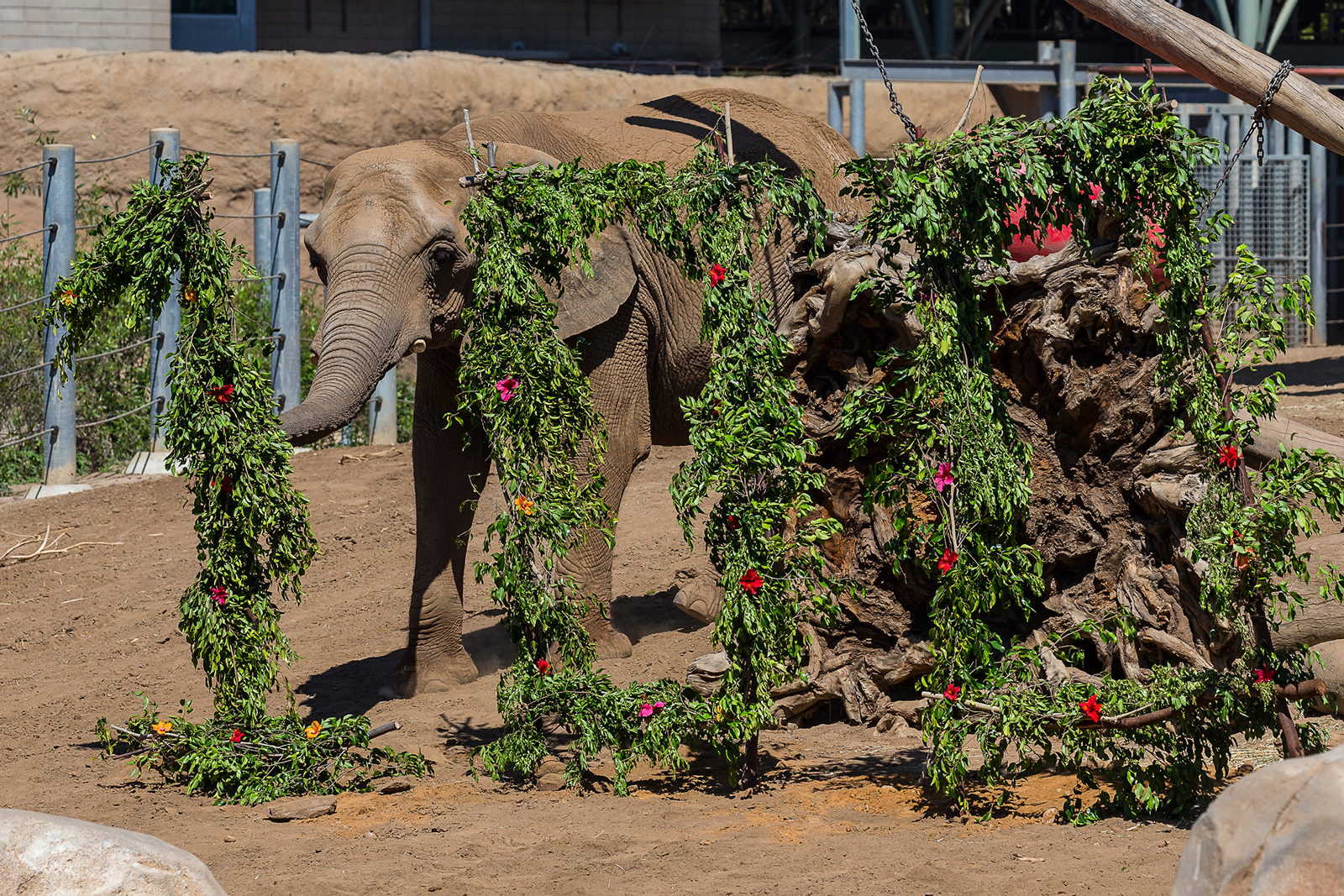 San Diego Zoo Celebrates 100th Birthday with a Party for Guests at Elephant Odyssey