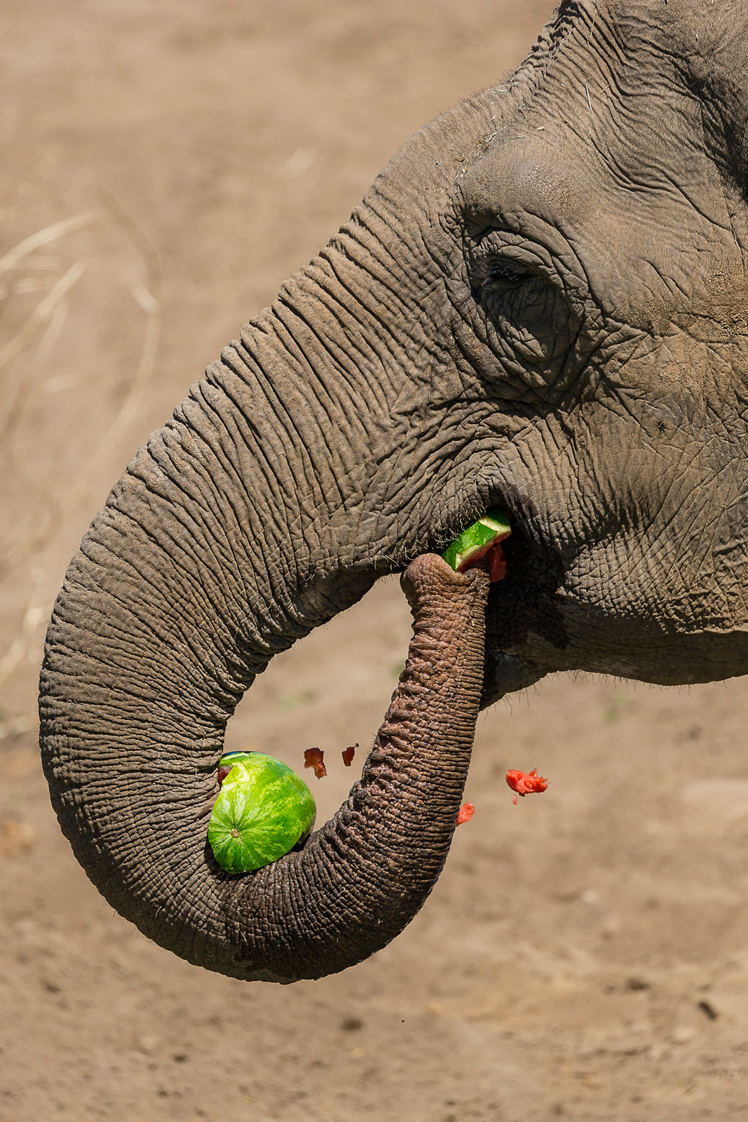 San Diego Zoo Celebrates 100th Birthday with a Party for Guests at Elephant Odyssey