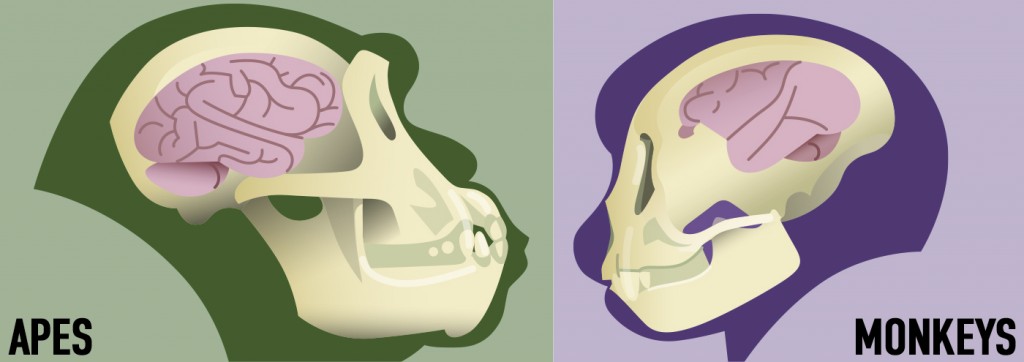 Larger brain. Smaller brain, but still smart! (monkey) Have powerful jaw muscles and a thick jaw bone, adapted for.  Less powerful jaw, adapted more for eating fruit or insects eating tough plants or hard nuts     Molar teeth have five cusps Molar teeth have four cusps Longer life span Shorter life span