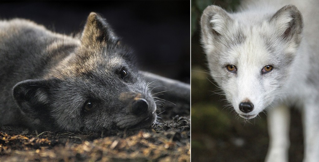 SHOWING THEIR COLORS The darker coat of the blue phase Arctic fox (pictured above, left) is good camouflage for the animal's coastal environment, while the white "polar phase" fox (above, right) blends in to its snowy habitat.