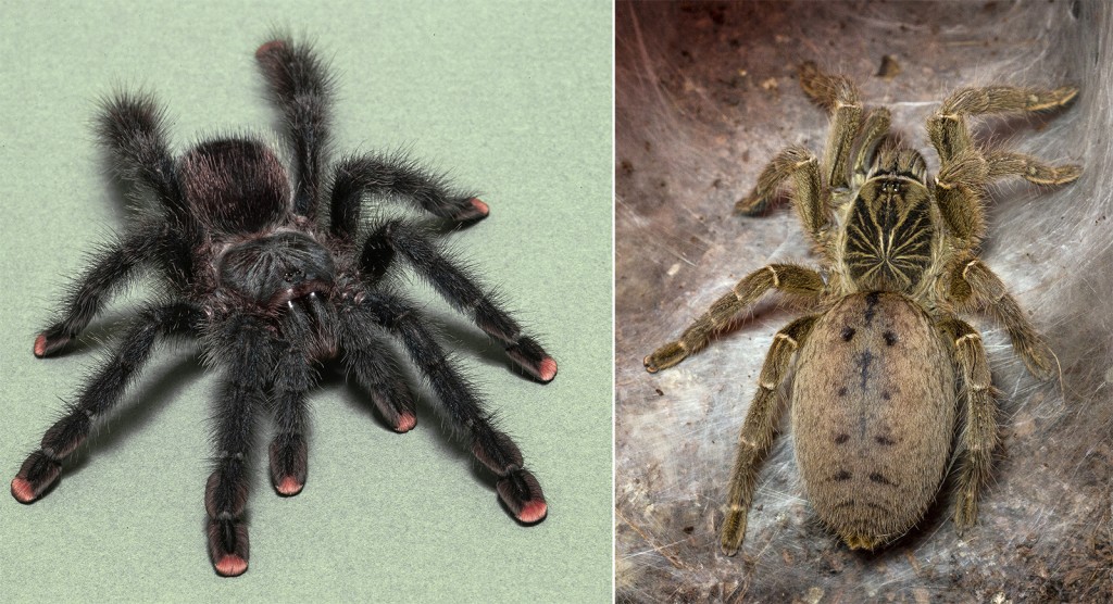 PINK TOES AND HIDEY-HOLES Left: The pink toe tarantula Avicularia avicularia attains this coloration as adults; as a juvenile it's the reverse: pink body, dark feet.   Right:  The Fort Hall baboon tarantula Pterinochgilus lugardi is a reclusive creature that spends most of its time hidden in its burrow.