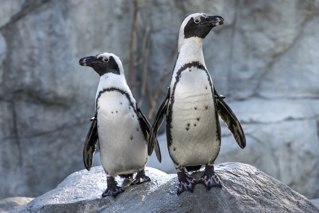SURF AND TURF At their current exhibit in the Children's Zoo, African penguins enjoy zooming underwater (Vi and D.G. are swimming, at top) and soaking up the sun on their pool's adjacent rocky shoreline (Dan and McKinney stand tall atop the rocks, above).