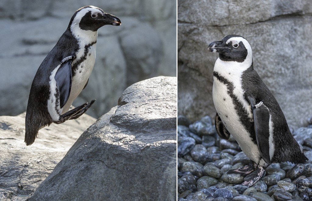 WHO'S WHO? If their behaviors aren’t enough to clue you in on “who’s who” in our penguin colony, you can check their nametags, which look something like children’s name bracelets. These prototypes were created by Joop Kuhn, Bird Department animal care manager, and are currently being tested to see how long they will last while worn daily.