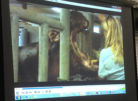 This female hippo is having her tusks trimmed. She scratched up the male that was introduced to her exhibit to breed, and it was best for both animals that the tusks were shortened. Ms. Boyd trained this hippo for about six months with a target spoon to hold her mouth open long enough to score the tusks with a length of wire. Every time the hippo does the behavior, she is rewarded with a handful of hay.