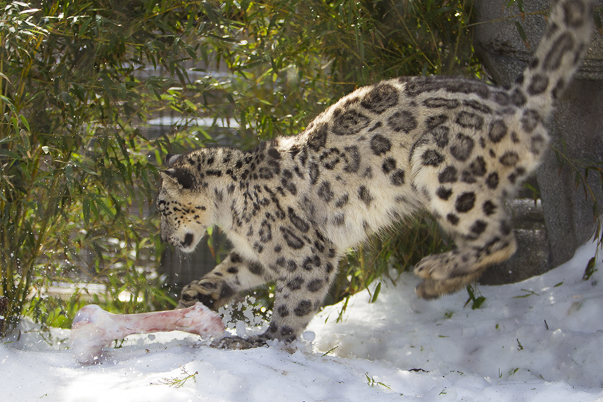 Sunny Spring Day Brings Cool Snow to San Diego Zoo Snow Leopards