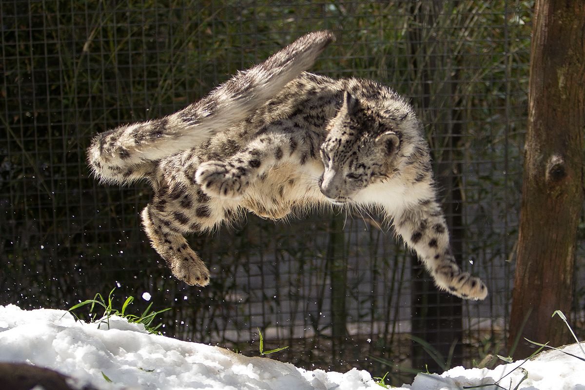 Sunny Spring Day Brings Cool Snow to San Diego Zoo Snow Leopards