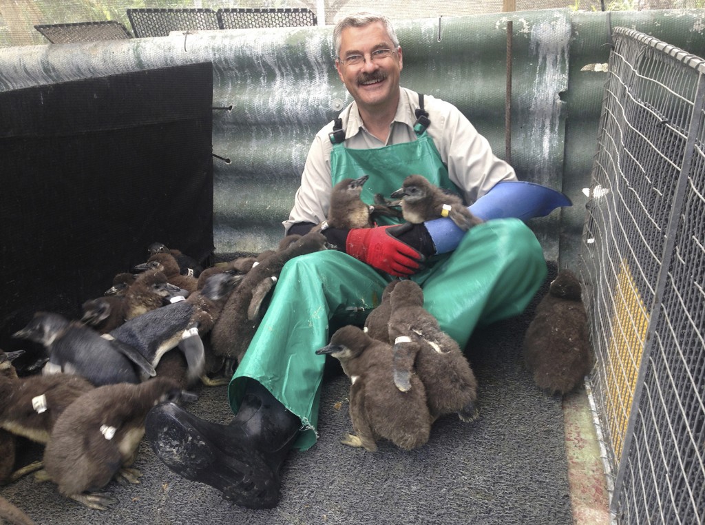 HELPING THE NEXT GENERATION San Diego Zoo Bird Department animal care manager Joop Kuhn spent two weeks in South Africa in 2015, working with SANCCOB's Chick Bolstering Project to help care for injured and abandoned young African penguins that will be released back into the wild.