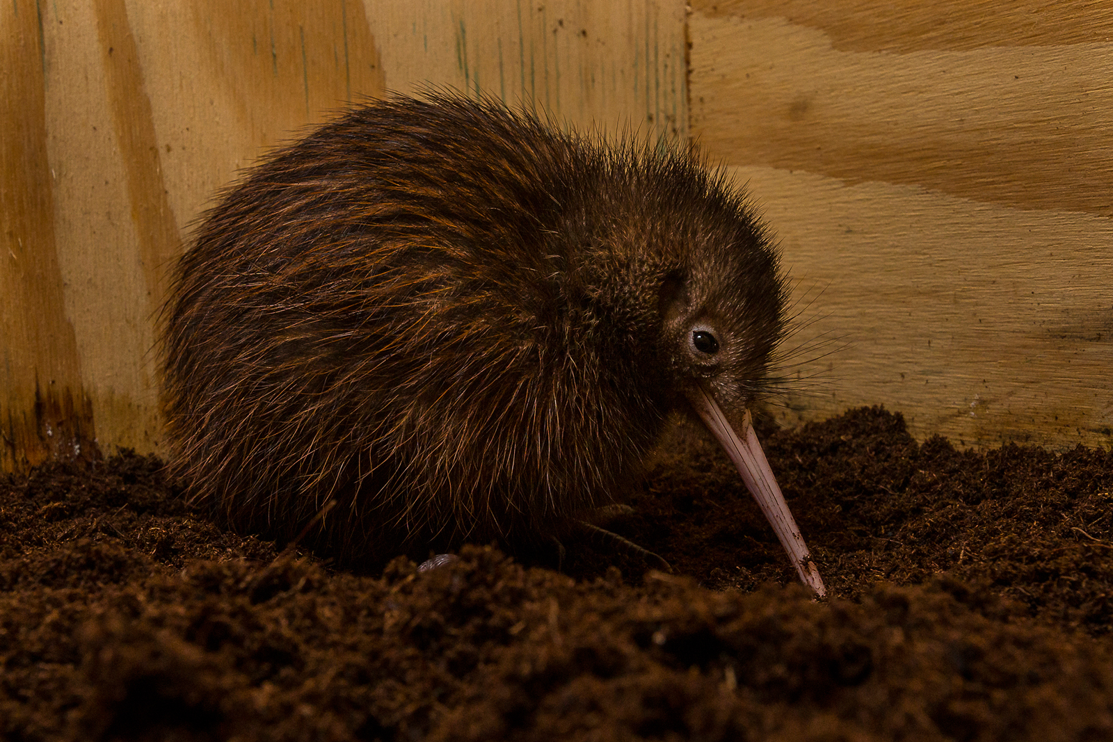 Brown Kiwi Chick Thriving at San Diego Zoo’s Avian Propagation Center