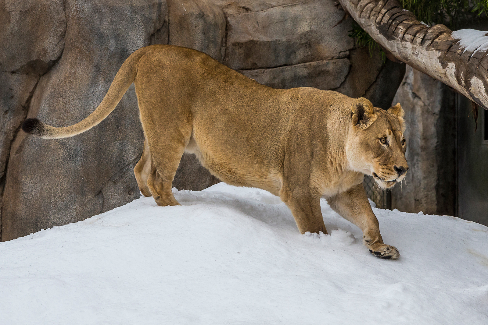 Jaguar Cub and Mom Play in Snow for the First Time at the San Diego Zoo 