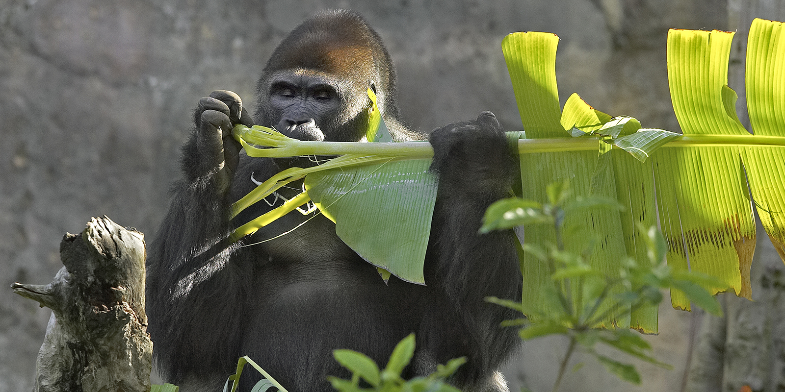 Go Bananas!  San Diego Zoo Wildlife Explorers