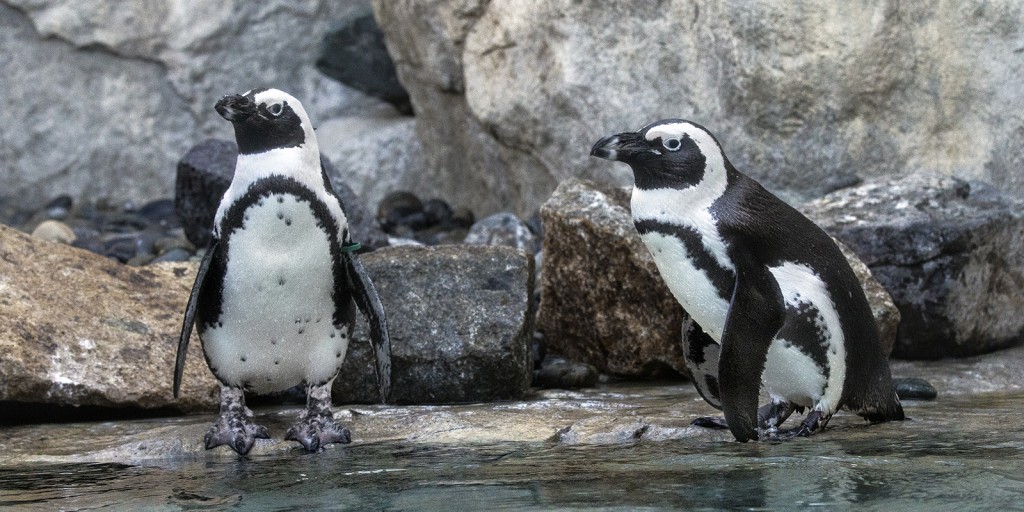 BLACK TIE AND TAILS While they may look like they are wearing matching tuxedos, each individual African penguin—including Vi and D.G., shown here—has its own distinct pattern of stripes and spots that sets it apart from all others.
