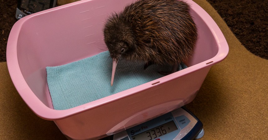 Brown Kiwi Chick Thriving at San Diego Zoo’s Avian Propagation Center