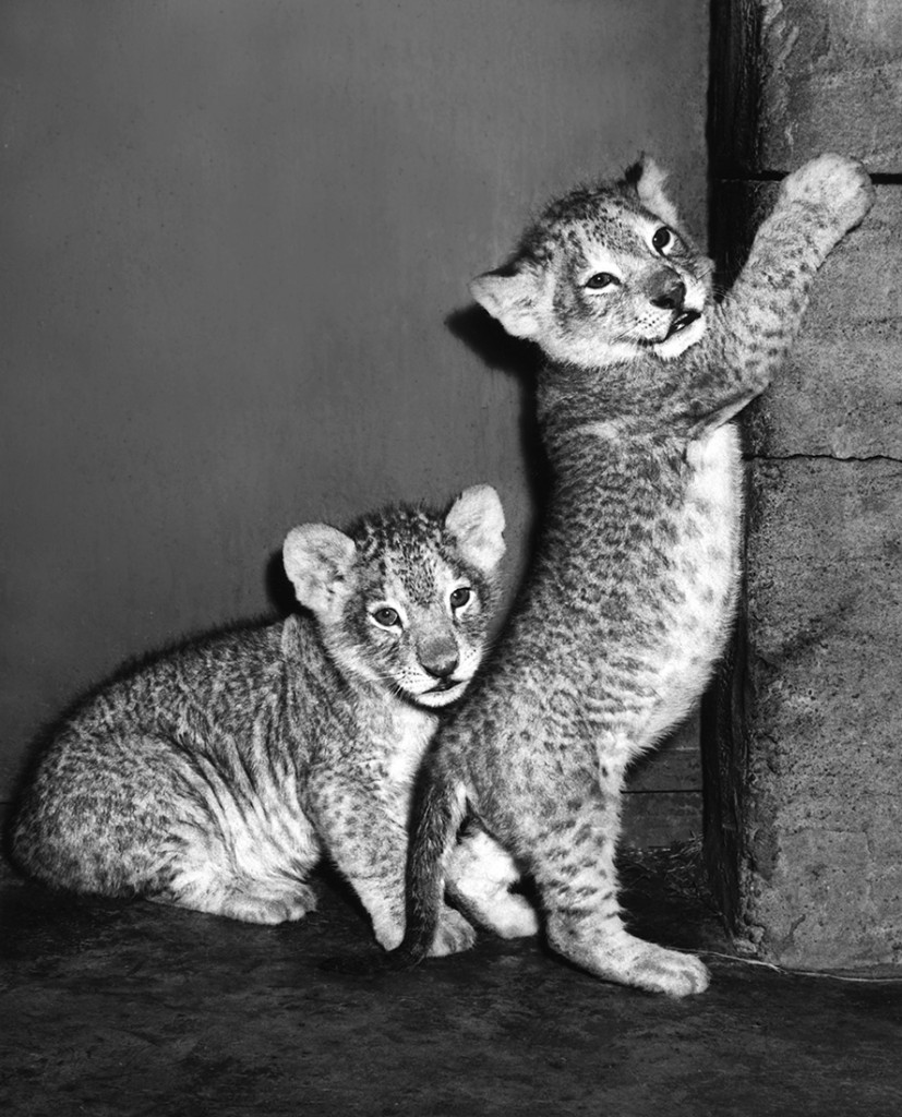 HEADER HERE The Zoo welcomed the birth of its first Masai lion cubs in 1953.