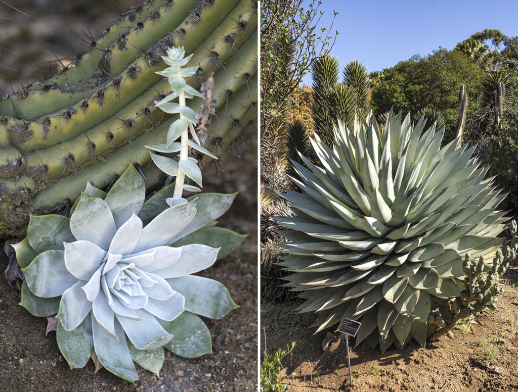 SOAKING UP THE SUN (Left) Nestled at the base of a cactus, a Dudleya sends up a stalk. (Right) Agave sebastian a is a Baja native that's adapted for a hot, dry summer.