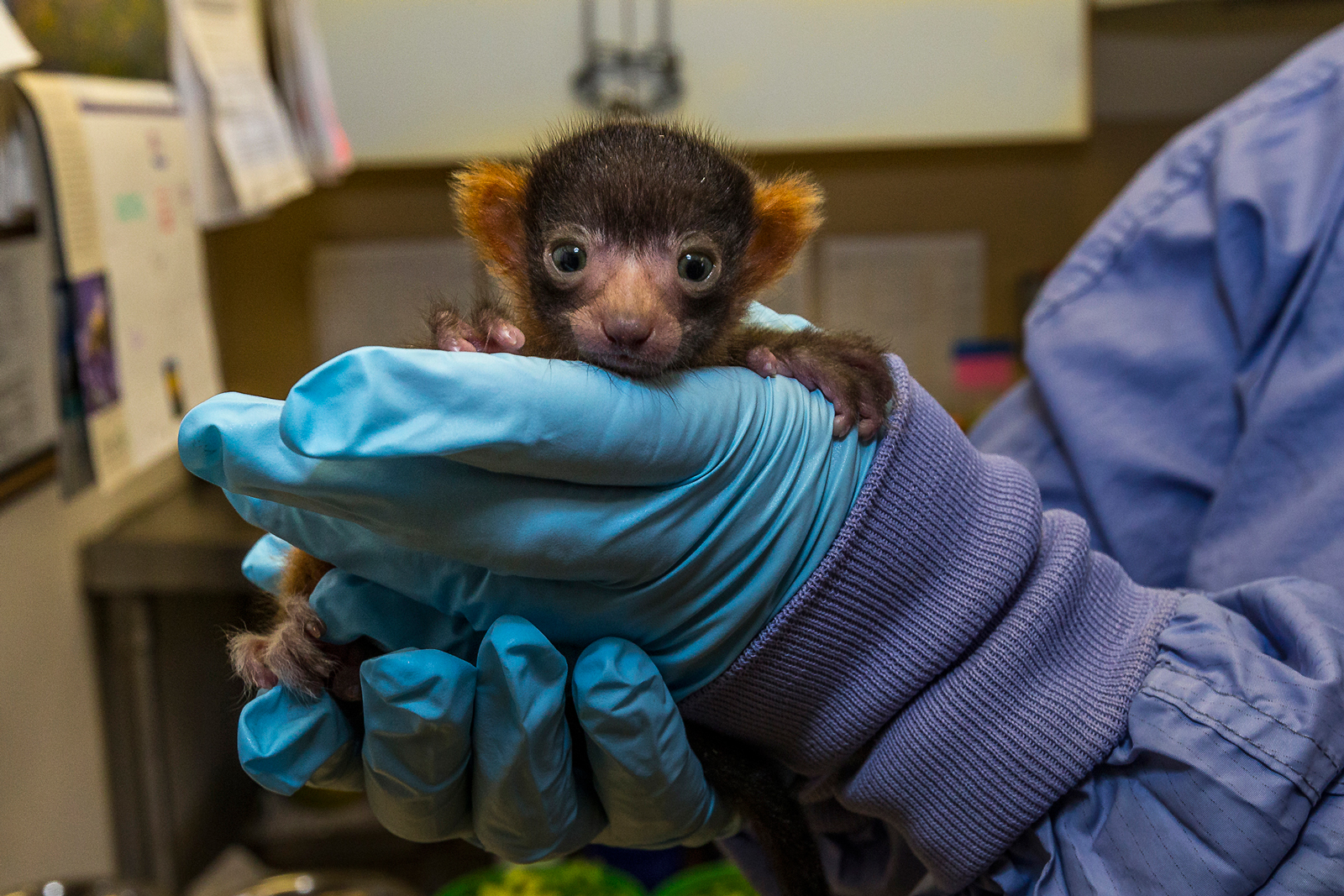 Rare Red Ruffed Lemur Born at the San Diego Zoo