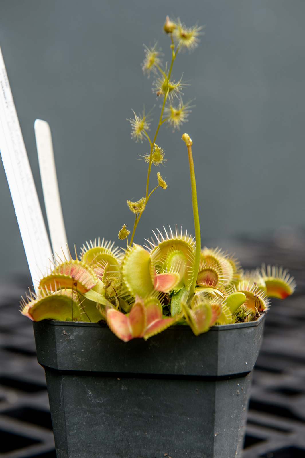 Fantastic Flesh-Eating Plants