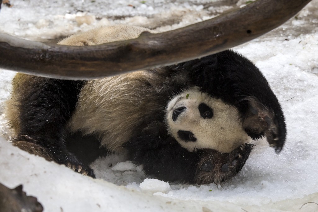 Gao Gao greatly enjoyed a recent "snow day."