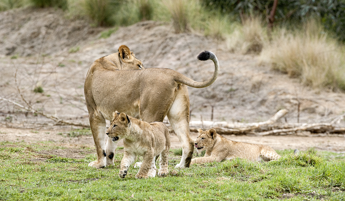 How do lions grab attention? They roar like babies