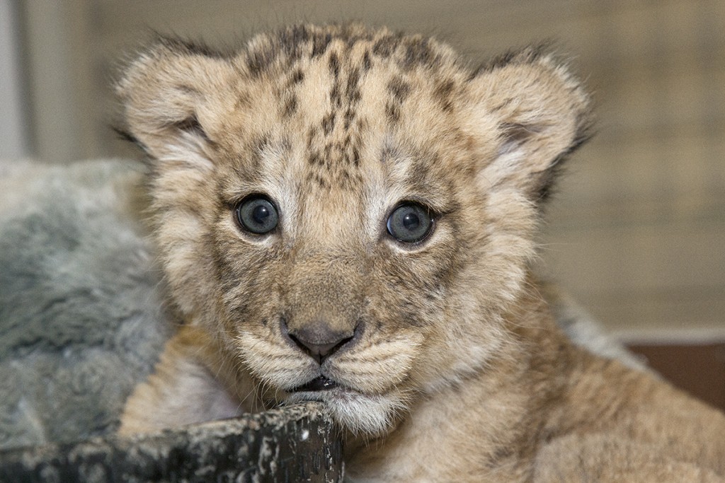 HEADER HERE Cubs have spotted coats until three months of age.