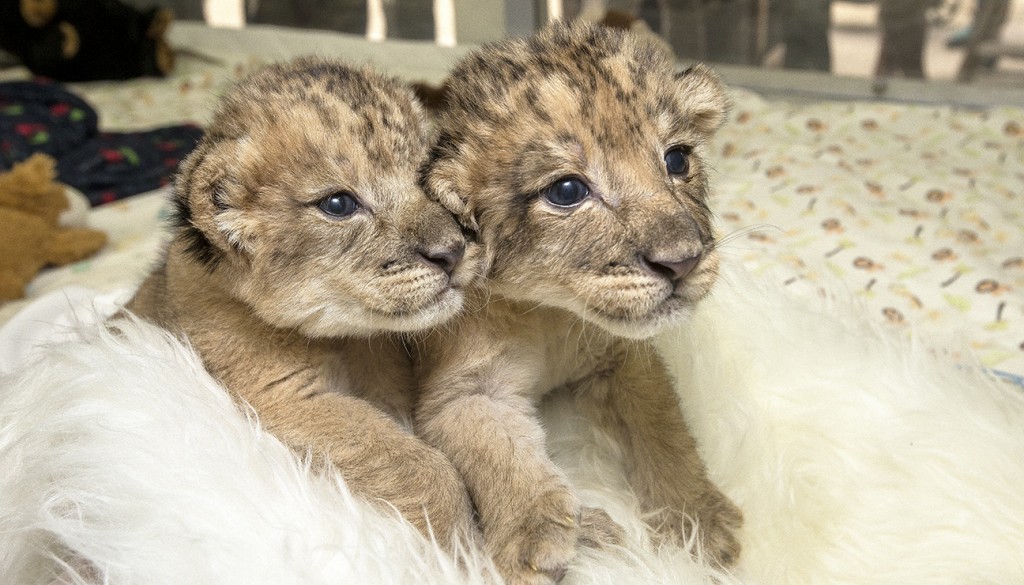 Legendary Lions – San Diego Zoo Wildlife Alliance Stories