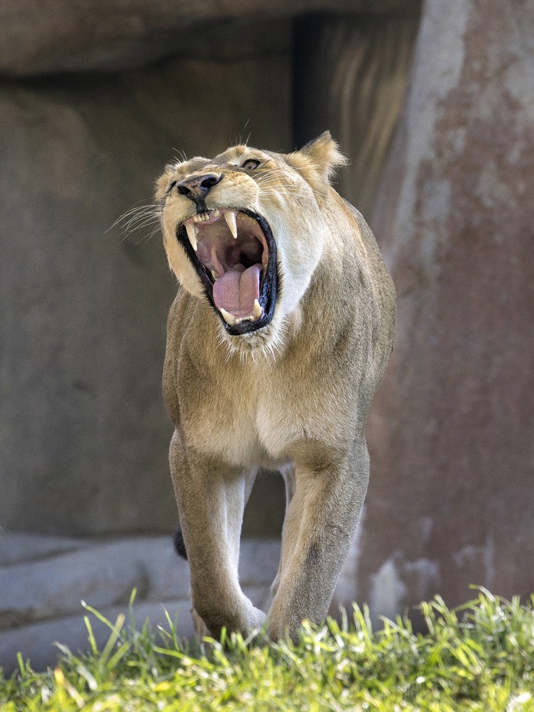 THEY CAN HEAR YOU NOW Under the right conditions, a lion's roar can be heard three miles away.