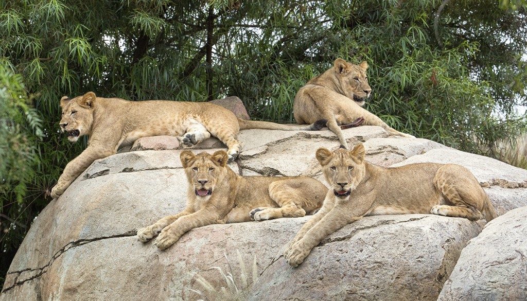 Legendary Lions – San Diego Zoo Wildlife Alliance Stories