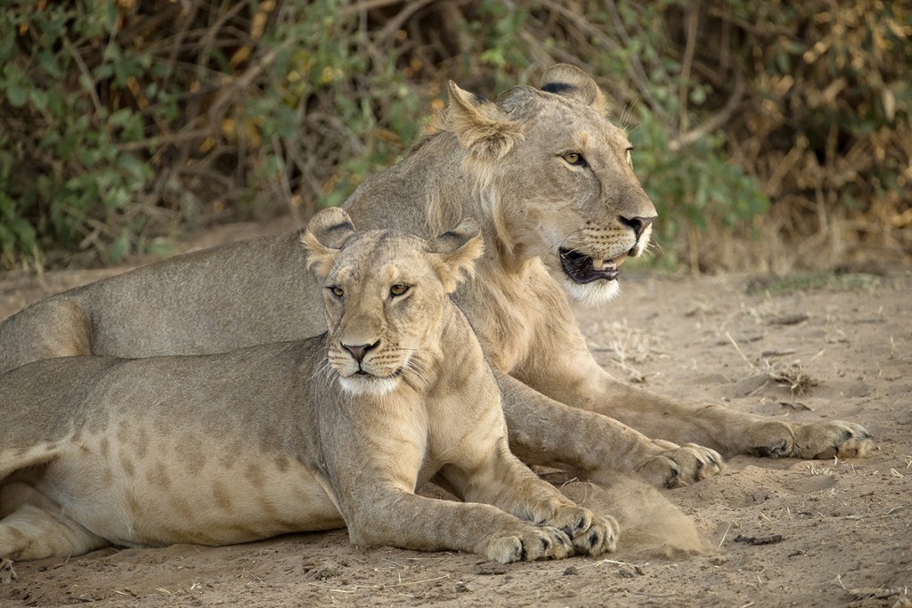 FAMILY AFFAIR Lion pride members “divide and conquer” the hunting, protection, and cub-raising chores.