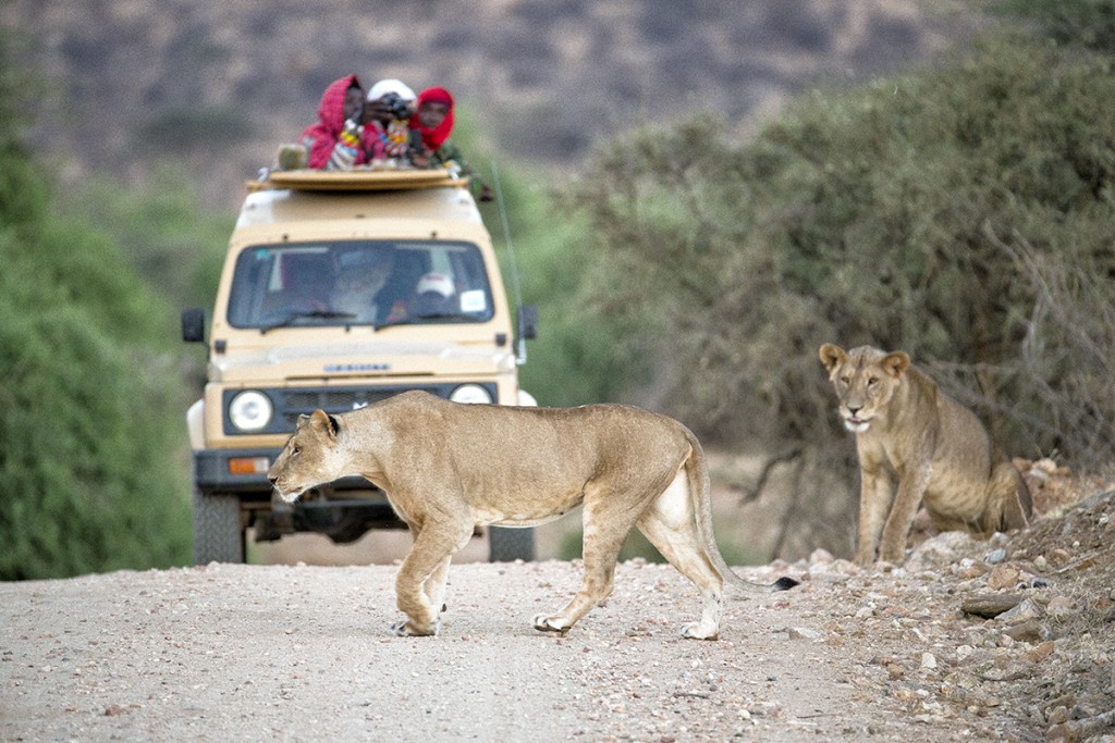 HEADER HERE Caption for image with truck and 2 lions