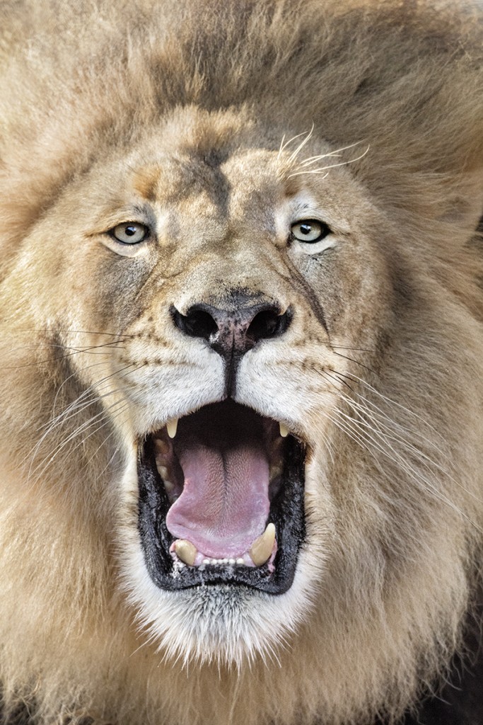 HEADER HERE Excellent vision and 2.5-inch-long canine teeth contribute to the lion’s renowned hunting ability. 