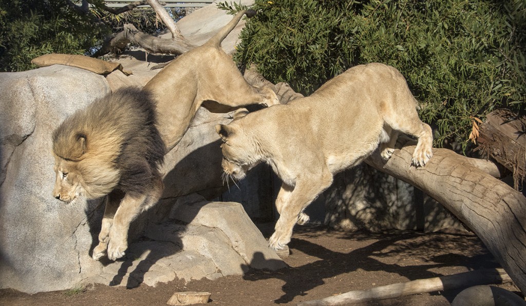 HEADER HERE M’bari and Etosha