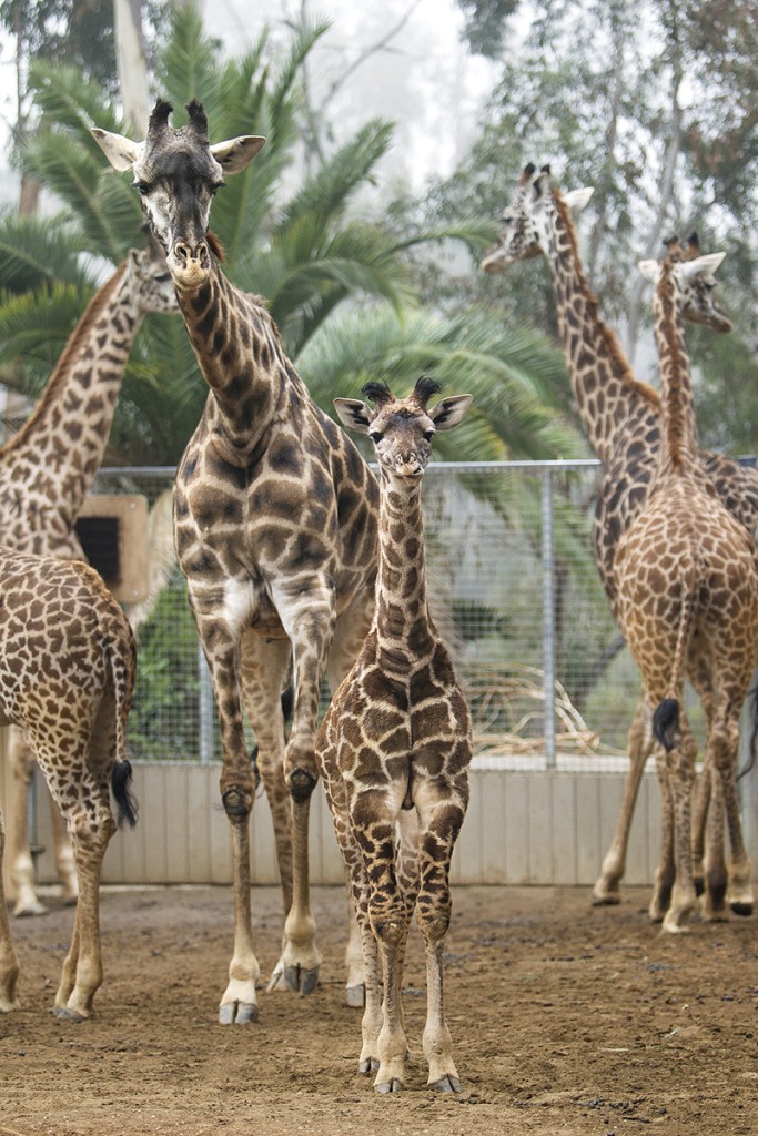 HAVE YOU HERD? The entire Masai giraffe herd at Urban Jungle quickly warmed to the sweet-natured, pint-sized Obi, born in the exhibit on December 13, 2015.