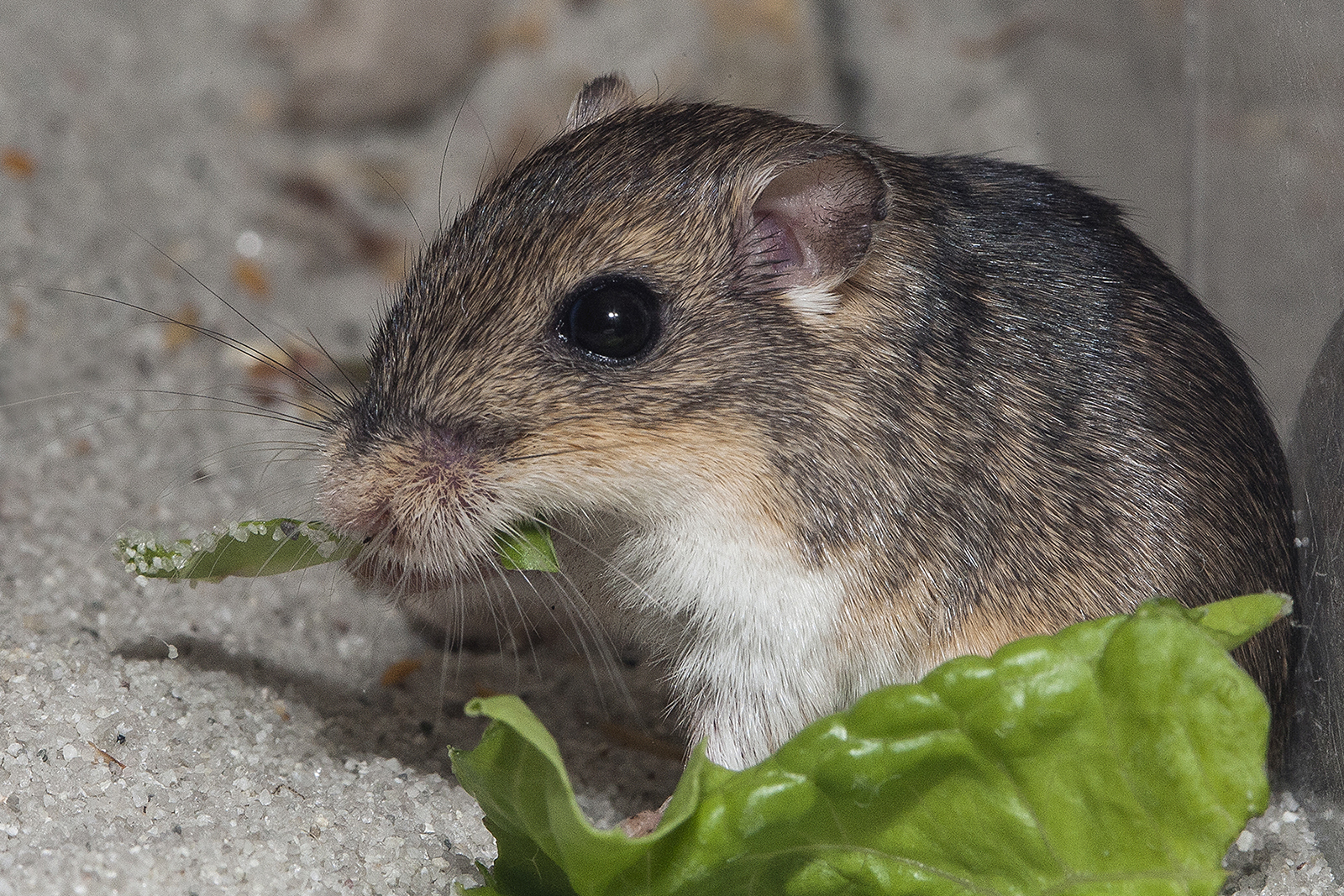 Pacific Pocket Mouse eating lettuce
