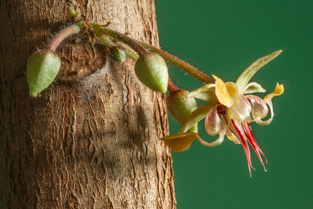 Blossom of Theobroma cacao. After pollination, the fruit that sets is harvested and used to make chocolate.