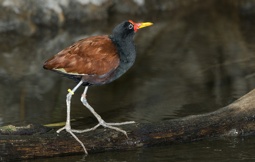 WALKING ON WATER Jacana birds are famous for their ability to “walk on water,” dashing over lily pads and other vegetation to cross a waterway. Males make dandy dads, too!