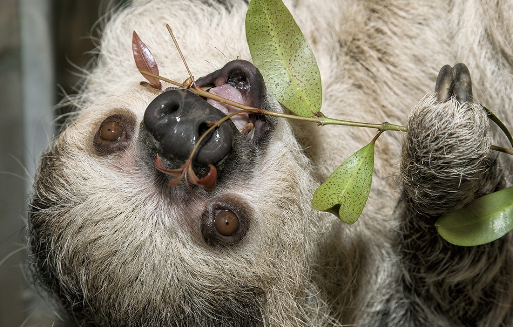 FAMILY RESEMBLANCE Flattened faces, rounded heads, and small ears covered in fur are among sloths’ shared characteristics.