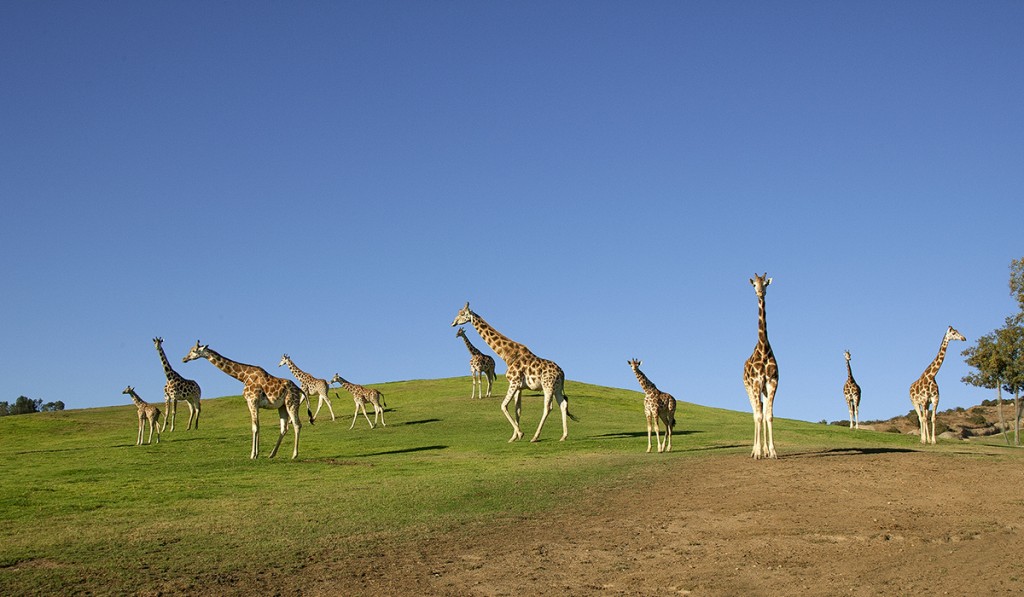TOWER OF POWER A group of giraffes is called a tower. Though they do not exhibit obvious hierarchical behavior, they do have rich, complex social lives.