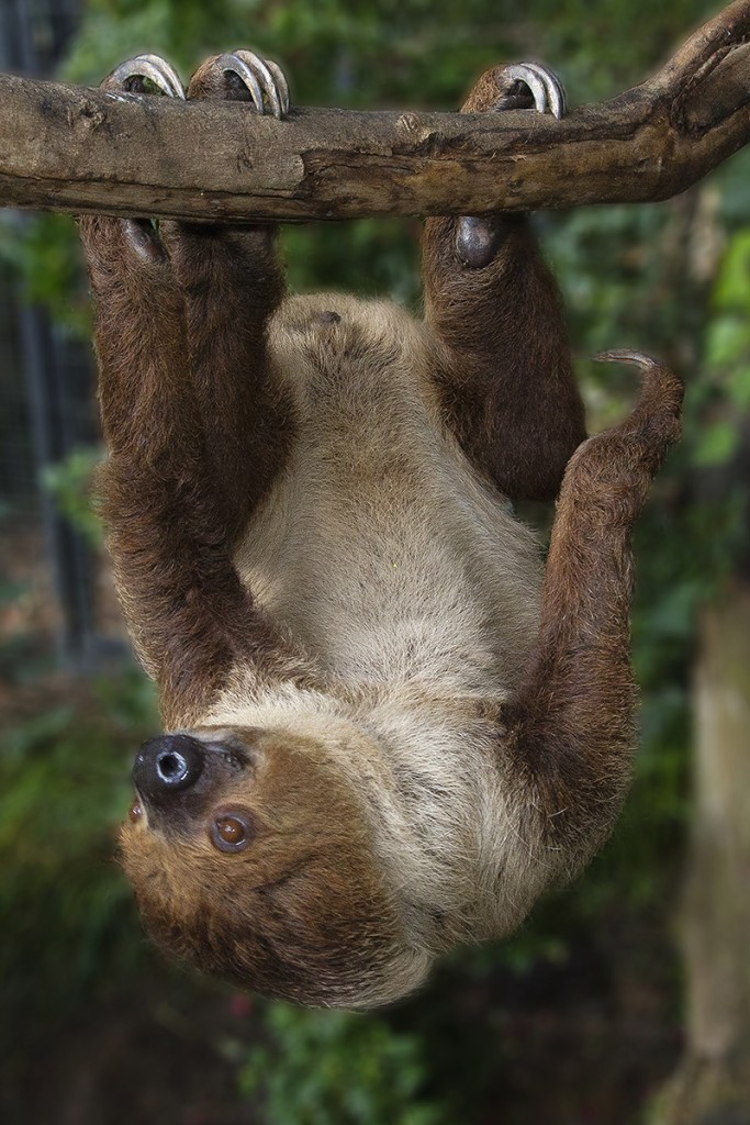 SAFETY “CLAWS” Sloths’ claws curve around branches like safety hooks, allowing them to safely hang (and sleep) upside-down.