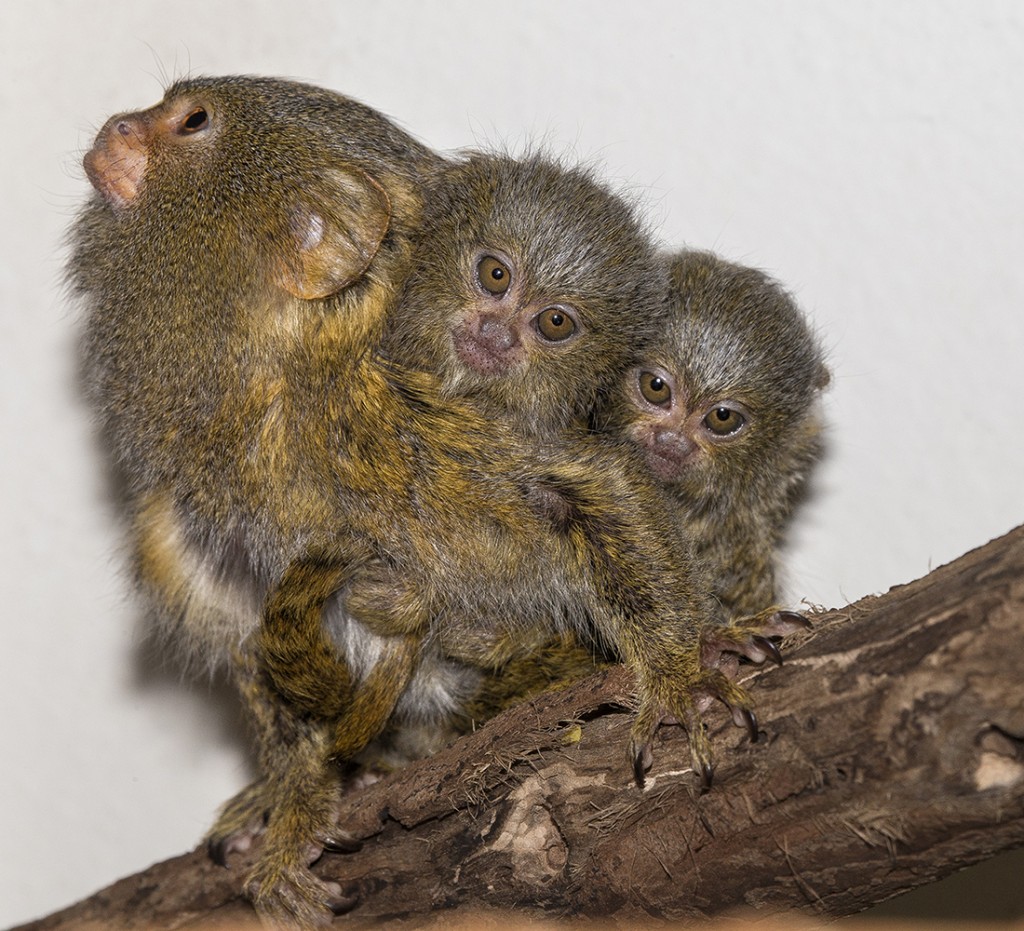 TWINSIES!  Pygmy marmosets tend to have twins, so it’s good thing Dad steps in to tote the tykes about, only handing them over to Mom for feeding.
