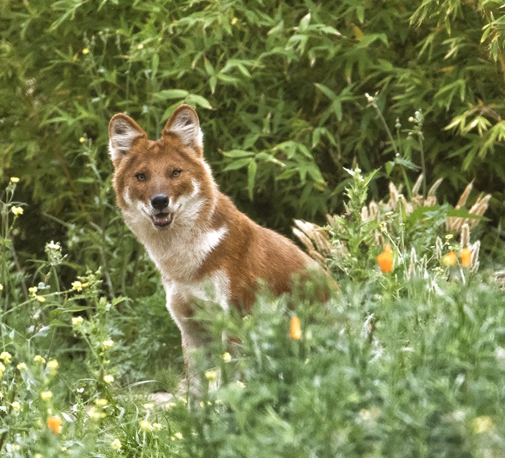 ON GUARD Dhole Dads are highly committed to the family unit, guarding the den while Mom has the puppies and sharing his food with them once they are old enough to eat meat.