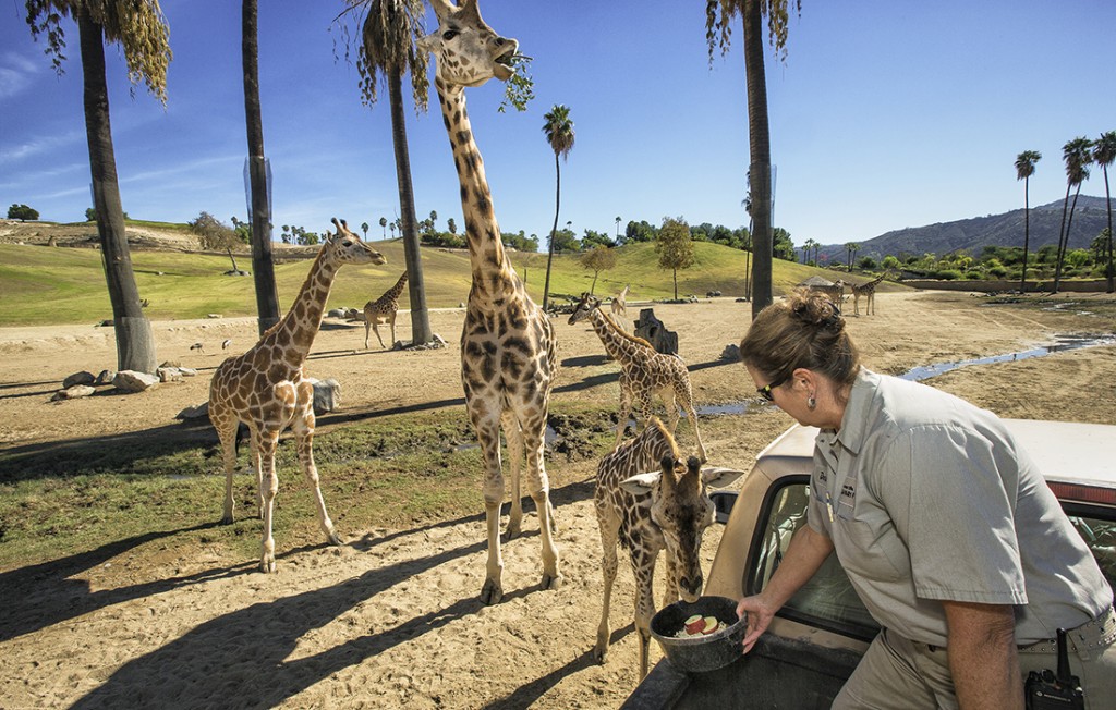 TALL ORDER Congo the giraffe is enjoying some special treats. Keepers go to great lengths to nurture trusting relationships with the animals, which comes in handy if they need medical attention.