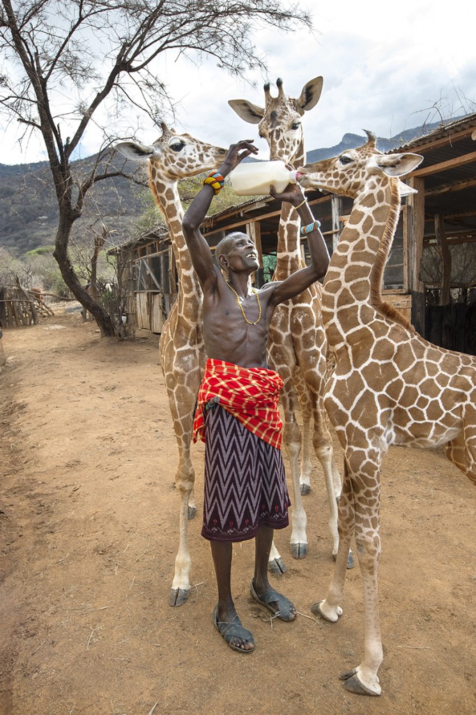 HEADER HERE Three orphaned giraffe calves are being raised by the Samburu community.