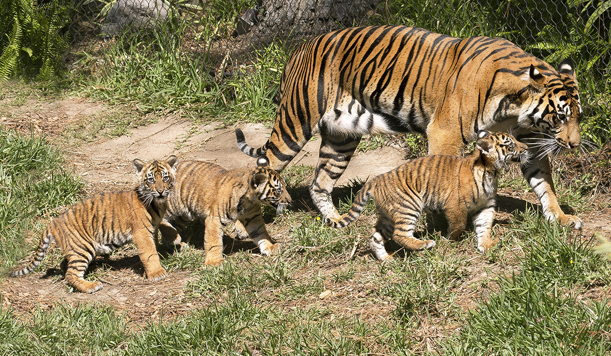 Newborn Brother And Sister Tiger Cubs Introduced At The San Diego Zoo