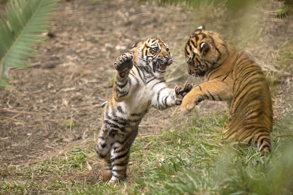 LEAD WITH YOUR RIGHT ... Joanne and her cubs can be seen at the Tull Family Tiger Trail. Playful pouncing helps cubs learn grown-up hunting skills.